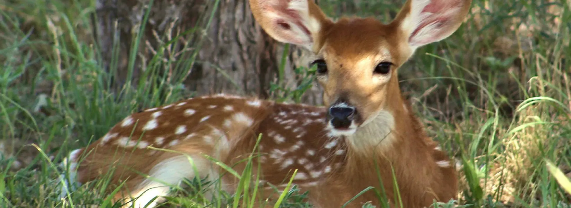 Let us teach your class all about animals and learn an appreciation for nature.